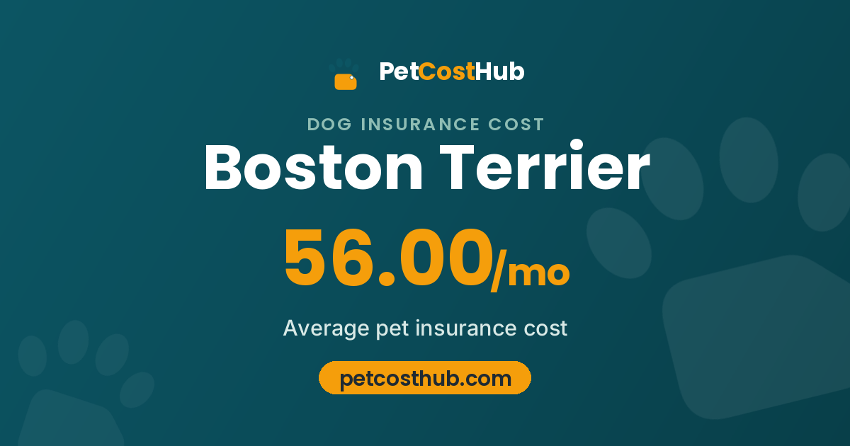 Boston Terrier pet insurance cost: average $56.00 per month