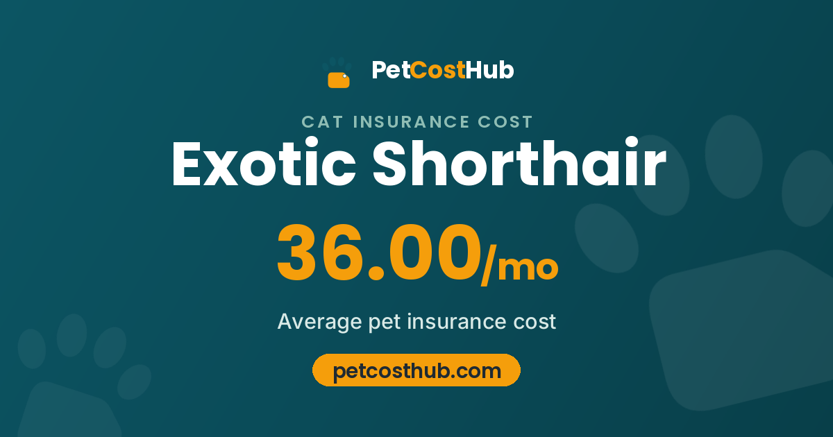 Exotic Shorthair pet insurance cost: average $36.00 per month