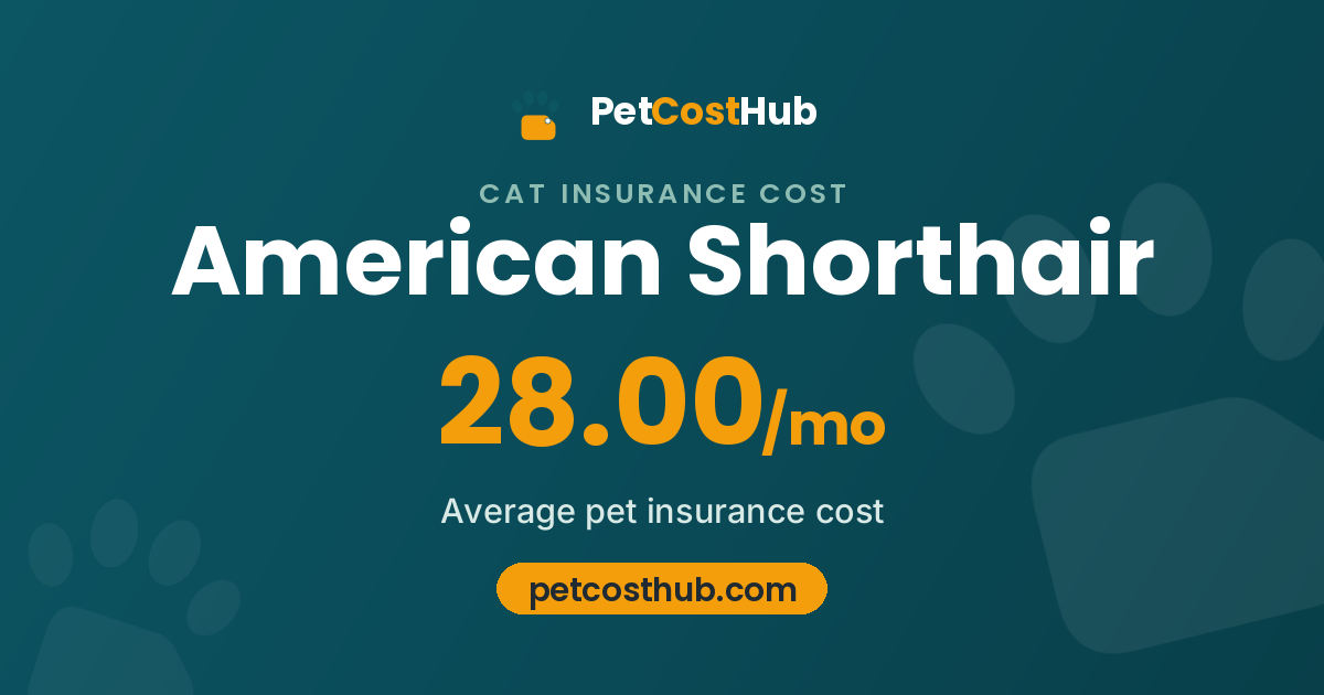 American Shorthair pet insurance cost: average $28.00 per month