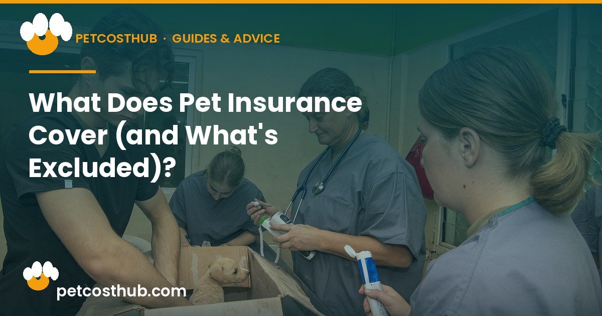 What Does Pet Insurance Cover (and What's Excluded)?