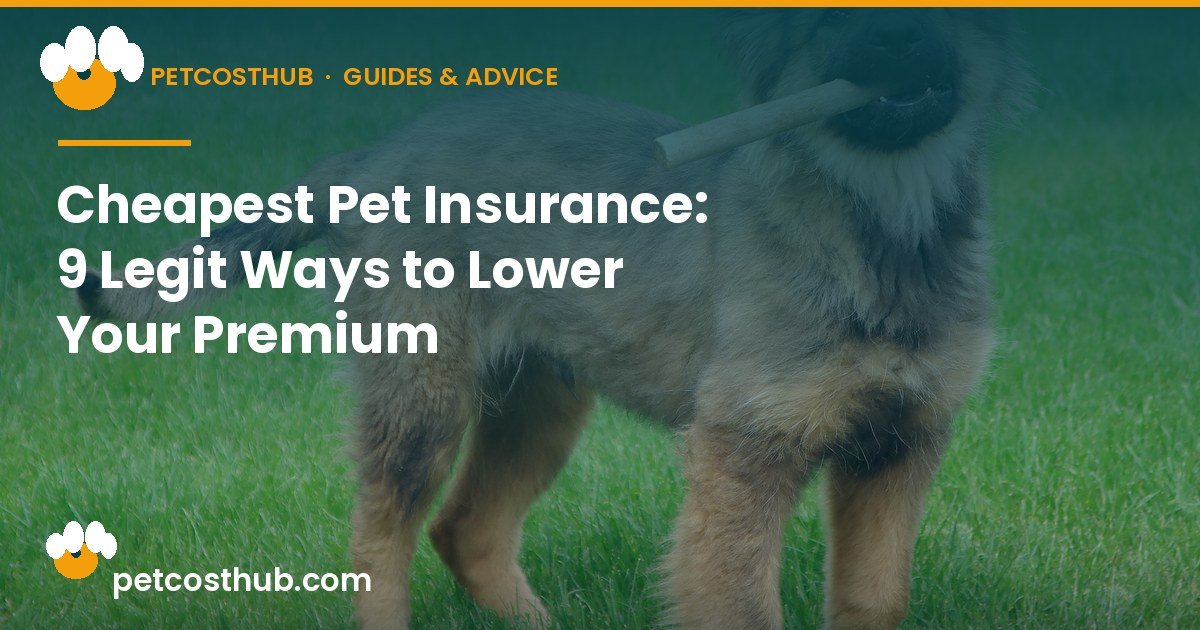 Cheapest Pet Insurance: 9 Legit Ways to Lower Your Premium