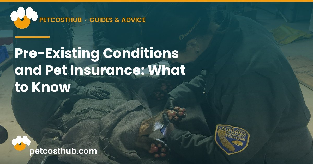 Pre-Existing Conditions and Pet Insurance: What to Know