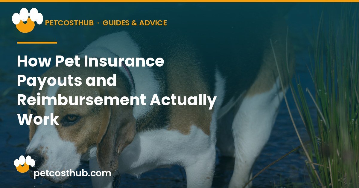 How Pet Insurance Payouts and Reimbursement Actually Work