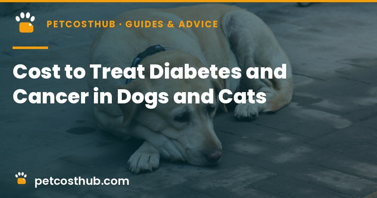 How Much Does It Cost to Treat Diabetes or Cancer in a Dog or Cat?