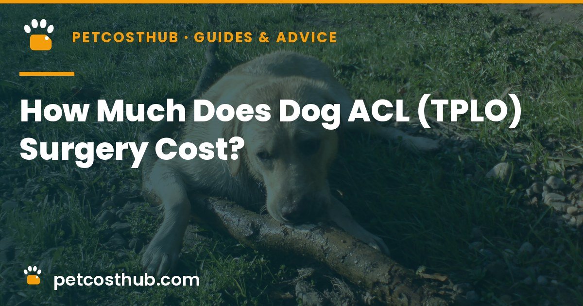 How Much Does Dog ACL (TPLO) Surgery Cost in 2026?