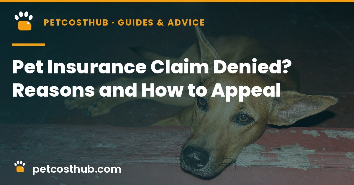 Pet Insurance Claim Denied? Common Reasons and How to Appeal